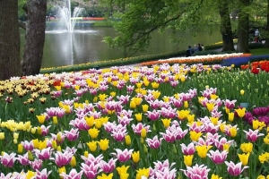 Keukenhof Gardens